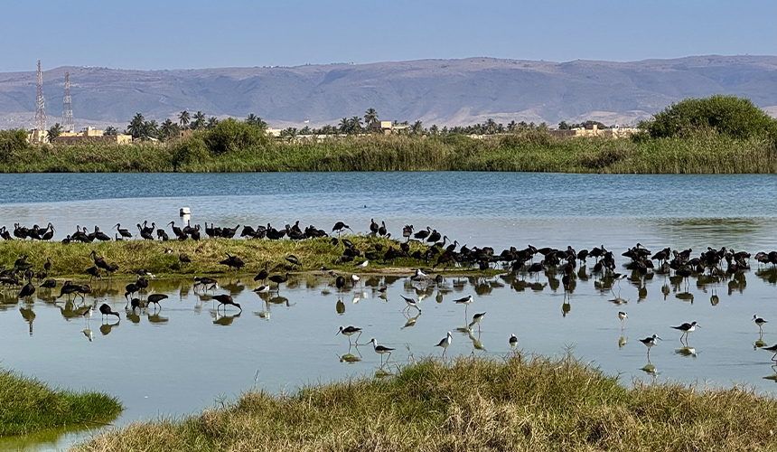 Oman byder på fugleliv og naturoplevelser i Salalah (aflyst)