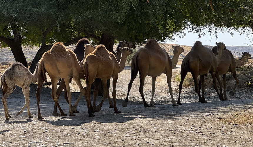 Oman byder på fugleliv og naturoplevelser i Salalah (aflyst)