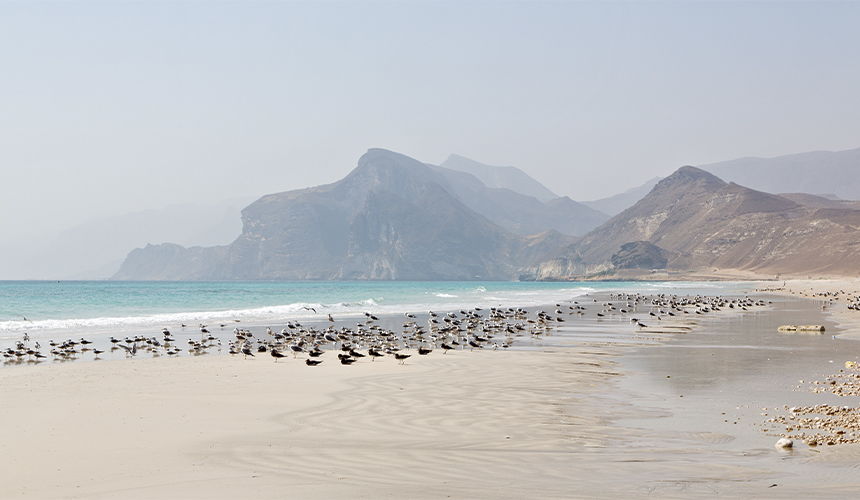 Oman byder på fugleliv og naturoplevelser i Salalah (aflyst)